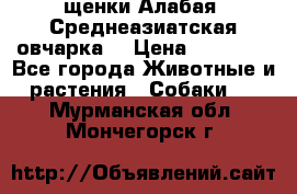 щенки Алабая (Среднеазиатская овчарка) › Цена ­ 15 000 - Все города Животные и растения » Собаки   . Мурманская обл.,Мончегорск г.